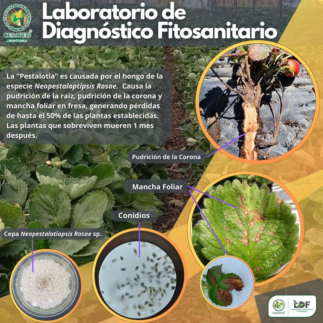 pestalopia - Laboratorios CESAVEG (1)